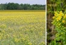 What’s in these fields of yellow? cressleaf groundsel