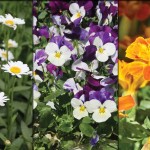 How to pick edible flowers English daisies, pansies and marigolds collage