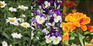 English daisies, pansies and marigolds collage