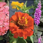 How to tell the difference between annuals, perennials and biennials hydrangea, zinnia, foxgloves collage