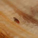 How to make a homemade fruit fly trap fruit fly on banana peel