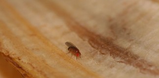 fruit fly on banana peel