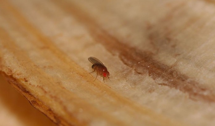 fruit fly on banana peel fruit fly on banana peel