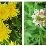 Weeds gone wild: How to control weeds naturally garden weeds