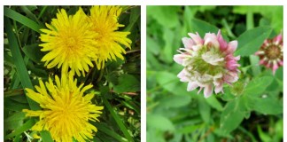 Weeds gone wild: How to control weeds naturally garden weeds