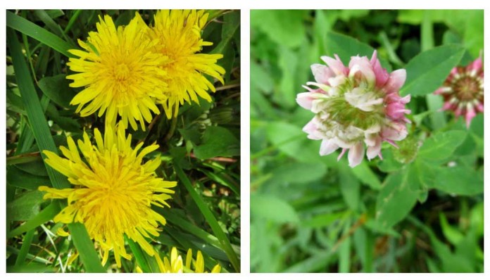 garden weeds garden weeds