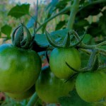 green tomatoes on vine
