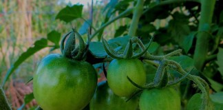 green tomatoes on vine