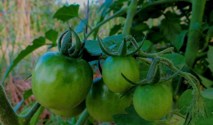 green tomatoes on vine green tomatoes on vine
