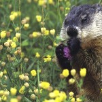 To experience nature, you must be there groundhog