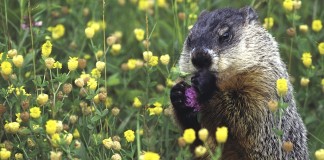 To experience nature, you must be there groundhog