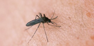 A new way to kill mosquitoes, fight diseases like Zika mosquito