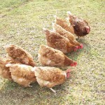 Over 20 more cases of virulent Newcastle disease confirmed pastured poultry chickens