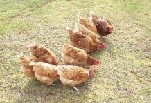 USDA confirms 66th case of virulent Newcastle disease pastured poultry chickens