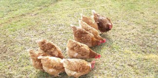 pastured poultry chickens