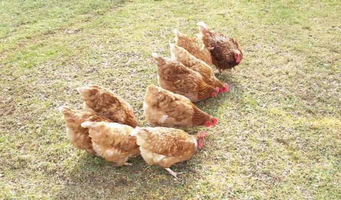 pastured poultry chickens