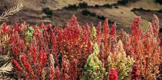 quinoa growing