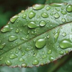 raindrops on leaf
