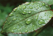 How to protect plants from storms raindrops on leaf