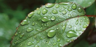 raindrops on leaf