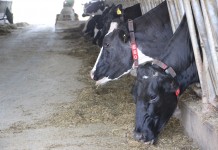 Estimating the time a cow needs in the close-up pen Feed alley