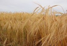 OSU plans small grains field day barley fields