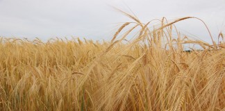 Winter annual cereal grain forages success starts now barley fields