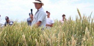 small grains clay sneller