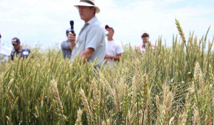 small grains sneller small grains clay sneller