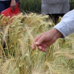 Small Grain Winter Malting Barley