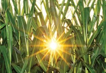 Christmas prices, Christmas presents sun through corn field