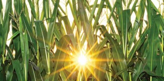 sun through corn field