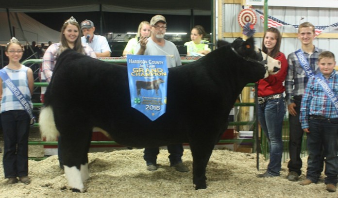 2016 Harrison Grand Steer