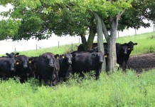 Beef production, management online course Beef cattle in group