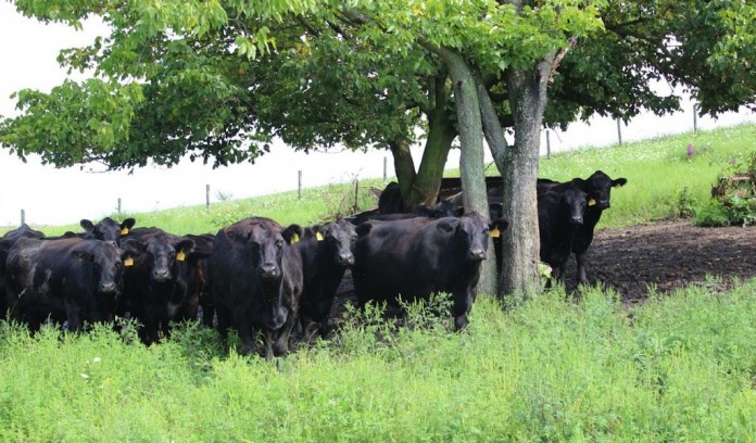 Beef group Beef cattle in group