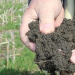 Test soil to maximize forage production Healthy soil