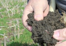Quick soil test to determine nitrogen need Healthy soil