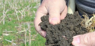 Healthy soil