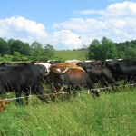 Commit to being a forage manager first