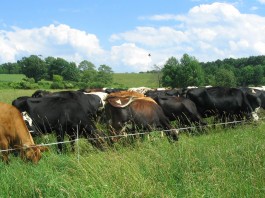 Commit to being a forage manager first