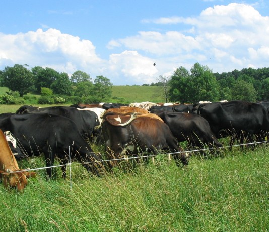 Commit to being a forage manager first