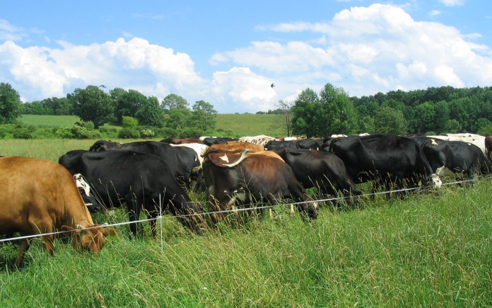 Cows_mob_grazing_on_tall_grass_MooreFarm_for9-1