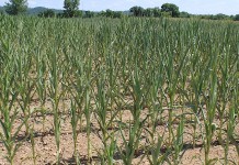 2022 the third-costliest disaster year on record Drought-stricken corn