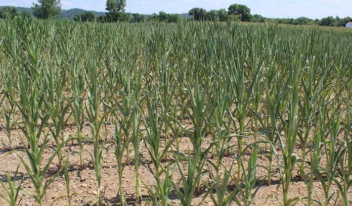 Drought-stricken corn