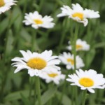 English daisies