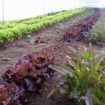 Grow your own produce year-round in Ohio Hi-tunnel