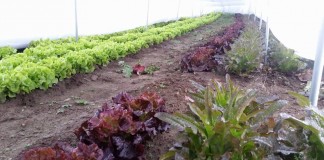 Grow your own produce year-round in Ohio Hi-tunnel