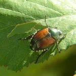 How to control Japanese beetles Japanese beetle