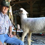 Morrow County man has been showing sheep since his youth Dick Matlack sheep