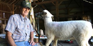 Morrow County man has been showing sheep since his youth Dick Matlack sheep